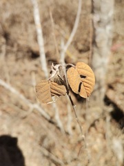 Croton sonorae