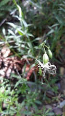 Silene lemmonii