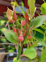 Euphorbia