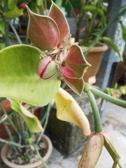 Euphorbia