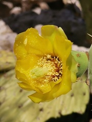 Opuntia decumbens