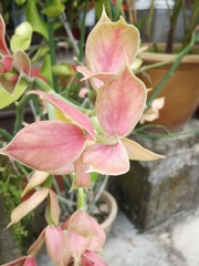 Euphorbia