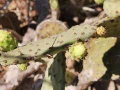 Opuntia decumbens