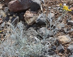 Senecio flaccidus flaccidus