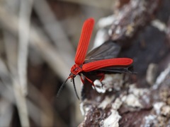 Dictyoptera simplicipes