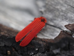Dictyoptera simplicipes