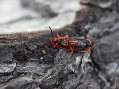 Dictyoptera simplicipes