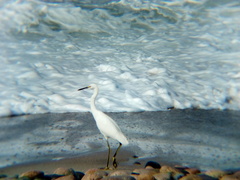Egretta thula