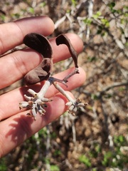 Microlobius foetidus