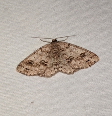 Melanolophia imitata