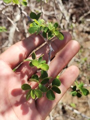 Microlobius foetidus