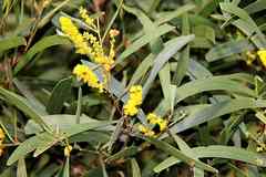 Acacia spirorbis