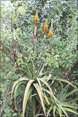Aloe spicata
