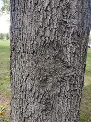 Quercus phellos