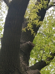 Quercus phellos