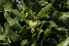 Barringtonia asiatica