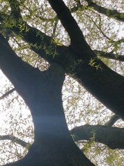 Quercus phellos
