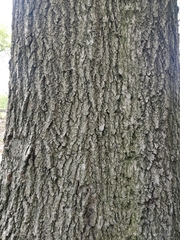 Quercus phellos