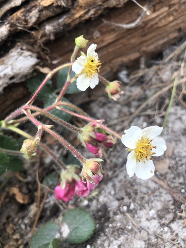 Fragaria chiloensis