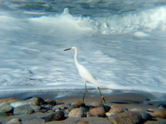 Egretta thula