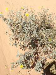 Helianthus niveus tephrodes