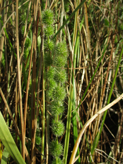 Elytrophorus globularis image