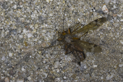 Pacificanthia consors