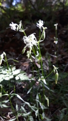 Silene lemmonii