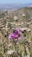 Oxythyrea
