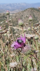 Oxythyrea