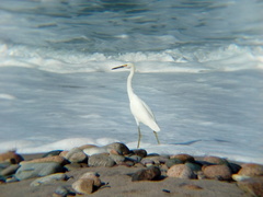 Egretta thula
