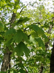 Acer