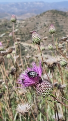 Oxythyrea