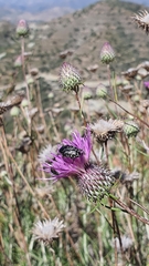 Oxythyrea