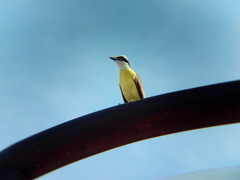 Pitangus sulphuratus