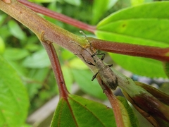 Cyphicerini