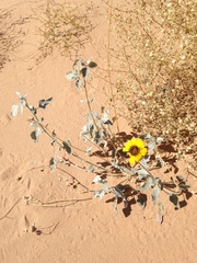 Helianthus niveus tephrodes