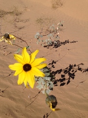 Helianthus niveus tephrodes