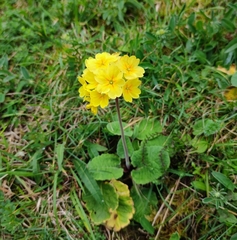 Primula veris