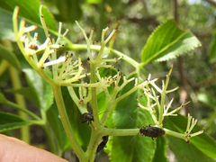 Irbisia californica