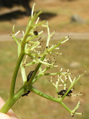 Irbisia californica