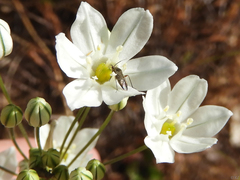 Irbisia californica
