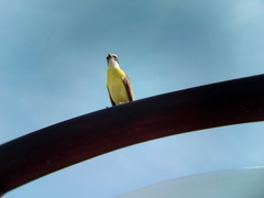 Pitangus sulphuratus