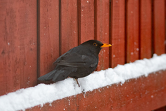 Turdus merula