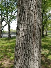 Liquidambar styraciflua
