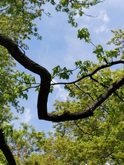 Liquidambar styraciflua