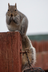 Sciurus carolinensis
