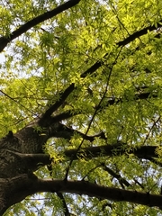 Quercus phellos