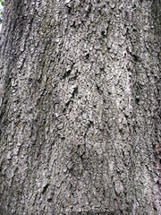 Quercus phellos
