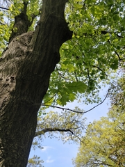 Quercus